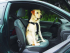 Pet Pro ˲    , , 6075 .